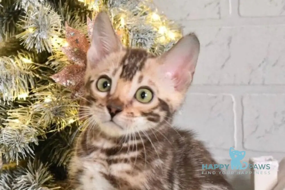 Krater Bengal male snow tabby live animals