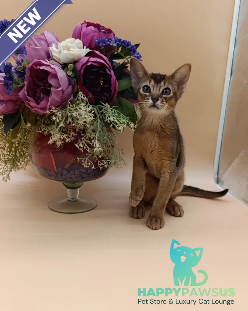 Kraven Abyssinian male ruddy - live animals