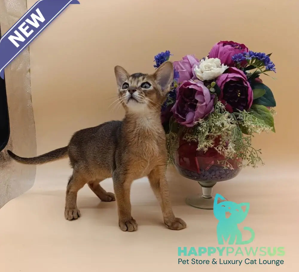 Kraven Abyssinian male ruddy - live animals