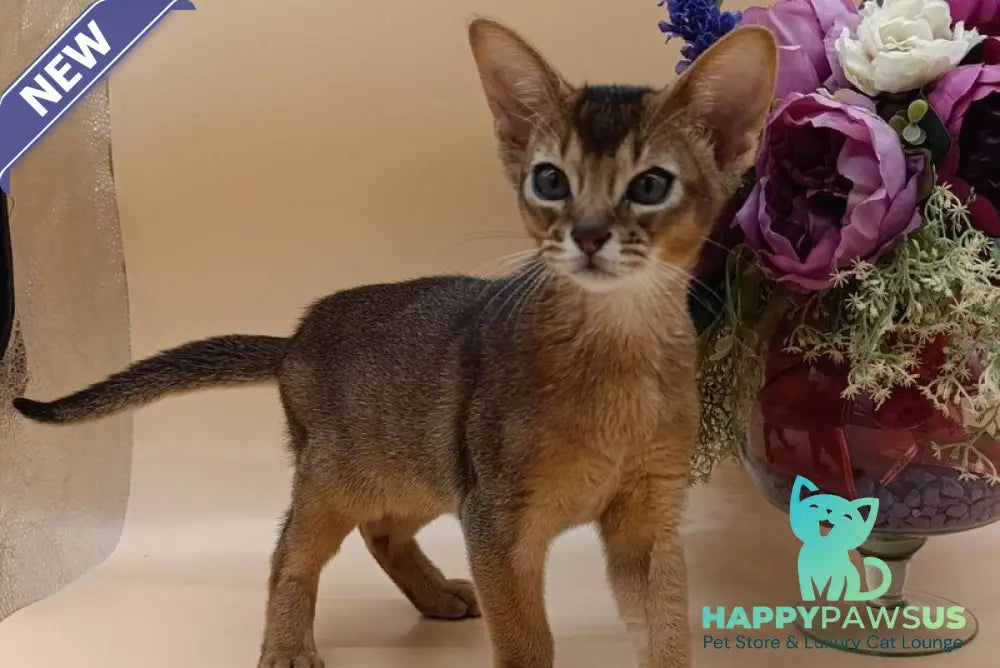 Kraven Abyssinian male ruddy - live animals