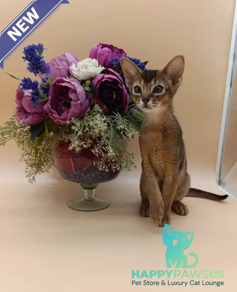 Kraven Abyssinian male ruddy - live animals