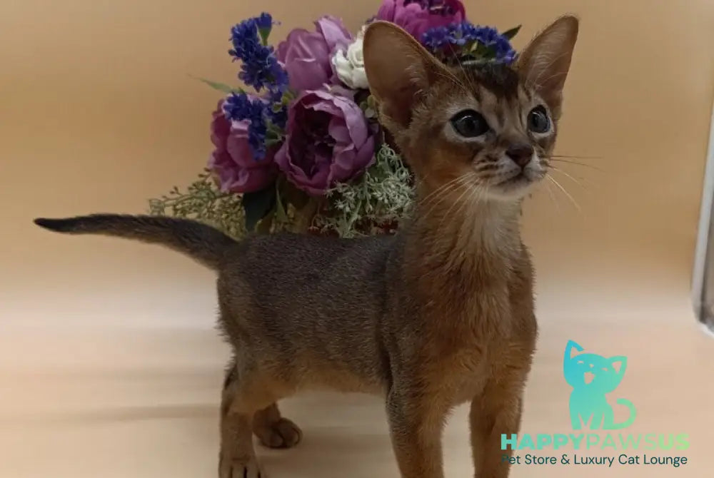 Kraven Abyssinian male ruddy - live animals