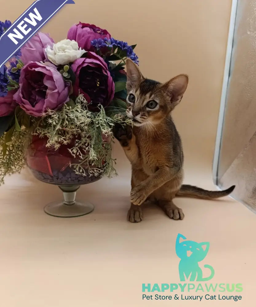 Kraven Abyssinian male ruddy - live animals