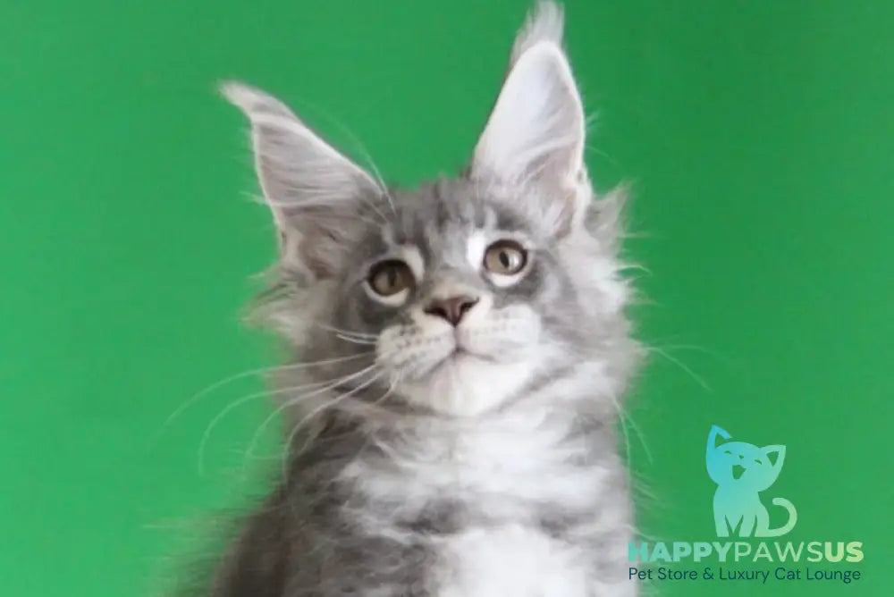 Krendel Maine Coon male black silver tabby live animals