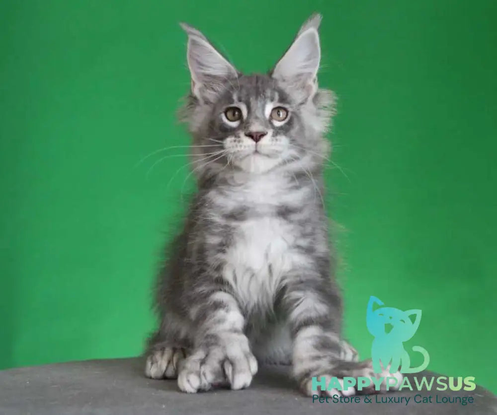 Krendel Maine Coon male black silver tabby live animals