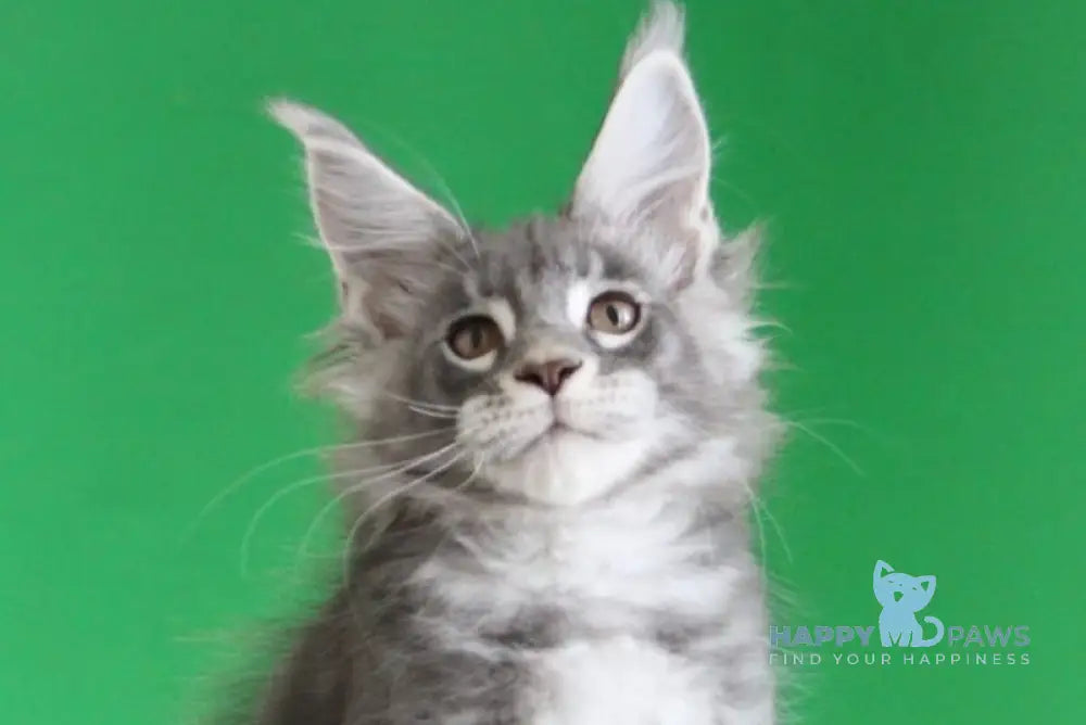 Krendel Maine Coon male black silver tabby live animals