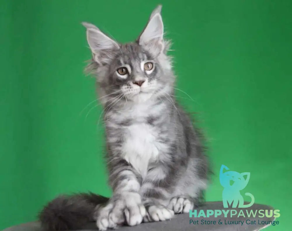 Krendel Maine Coon male black silver tabby live animals