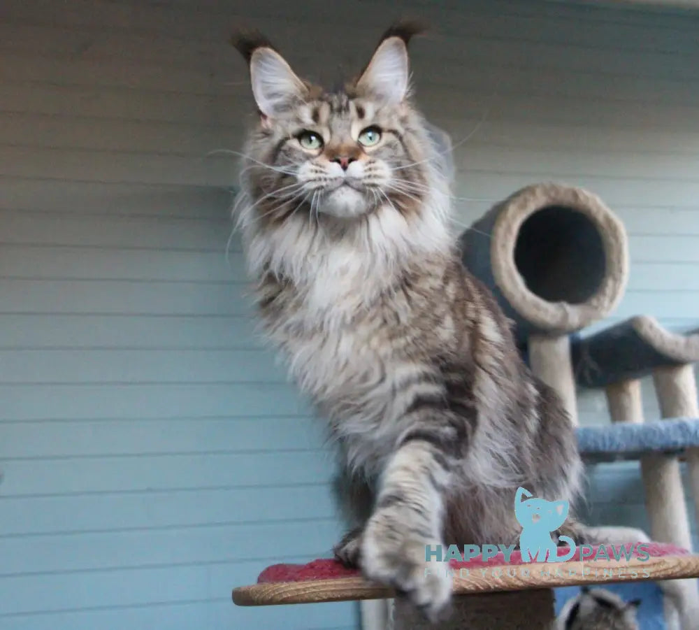 Krendel Maine Coon male blue silver tabby live animals