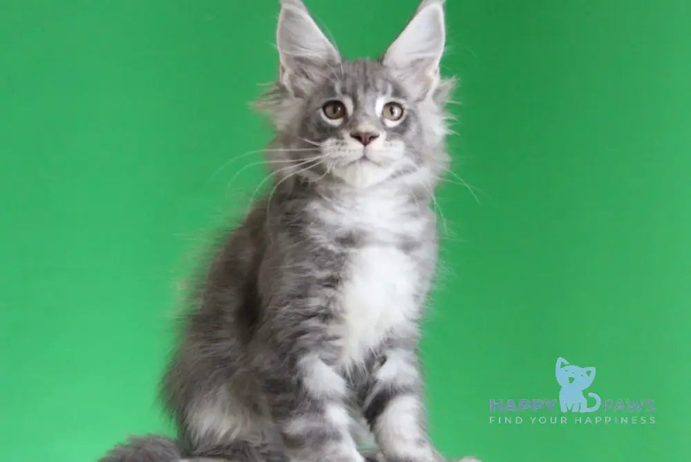 Krendel Maine Coon male black silver tabby live animals