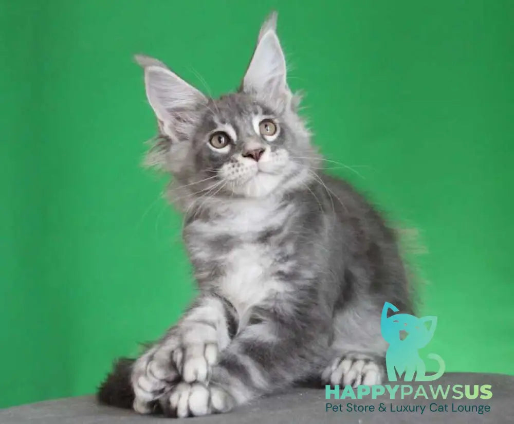 Krendel Maine Coon male black silver tabby live animals