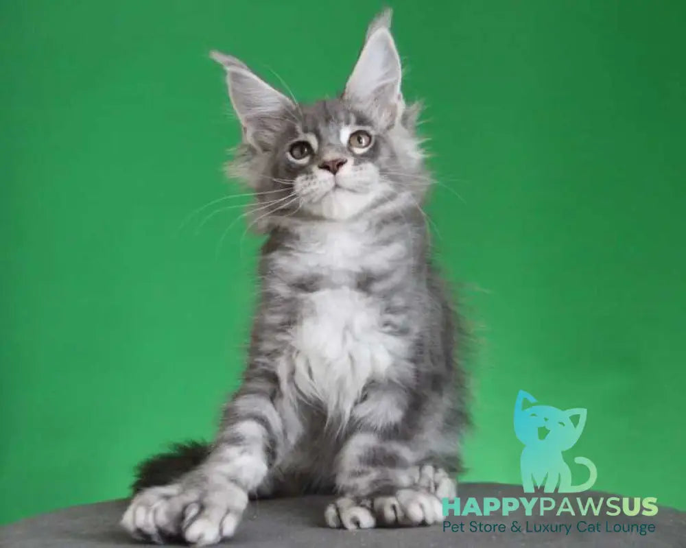 Krendel Maine Coon male black silver tabby live animals