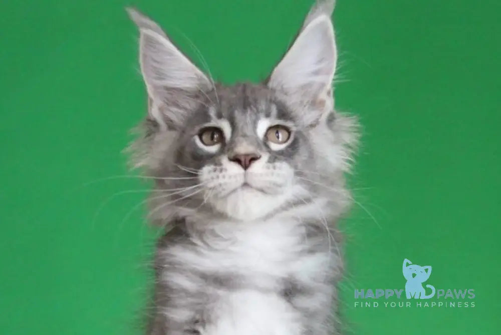 Krendel Maine Coon male black silver tabby live animals