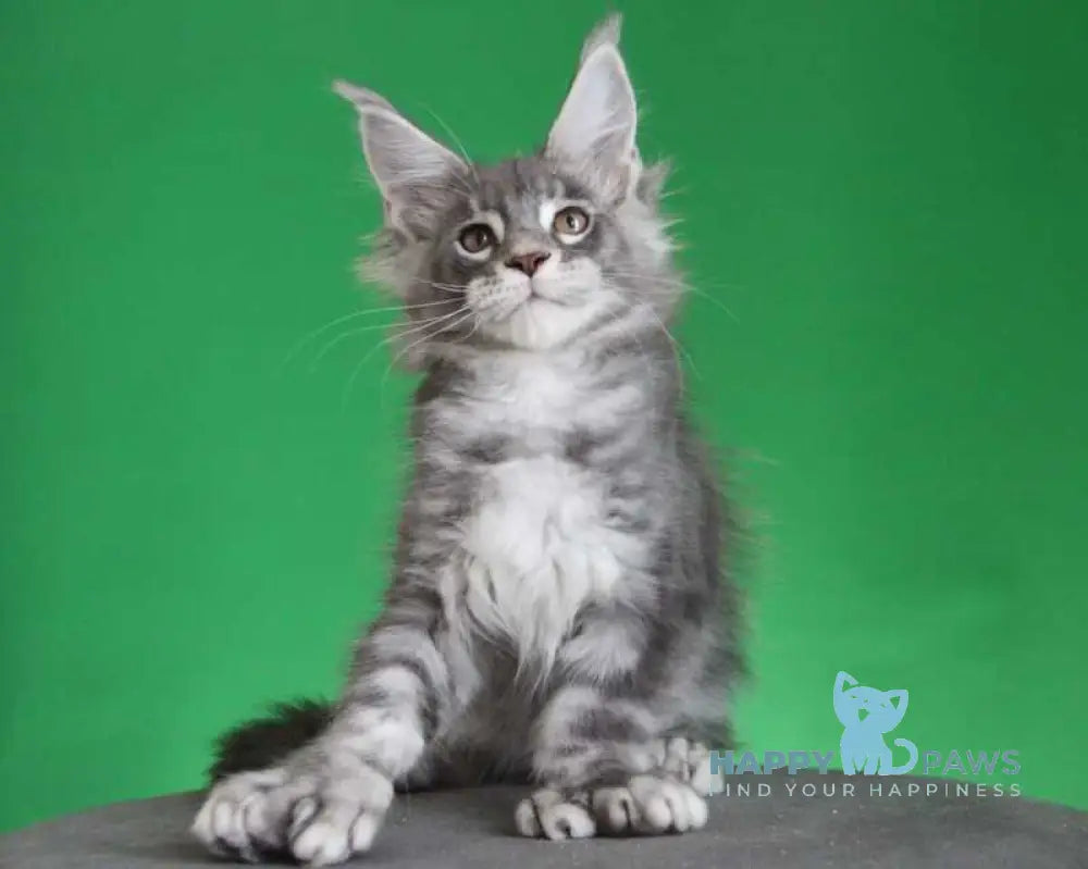 Krendel Maine Coon male black silver tabby live animals
