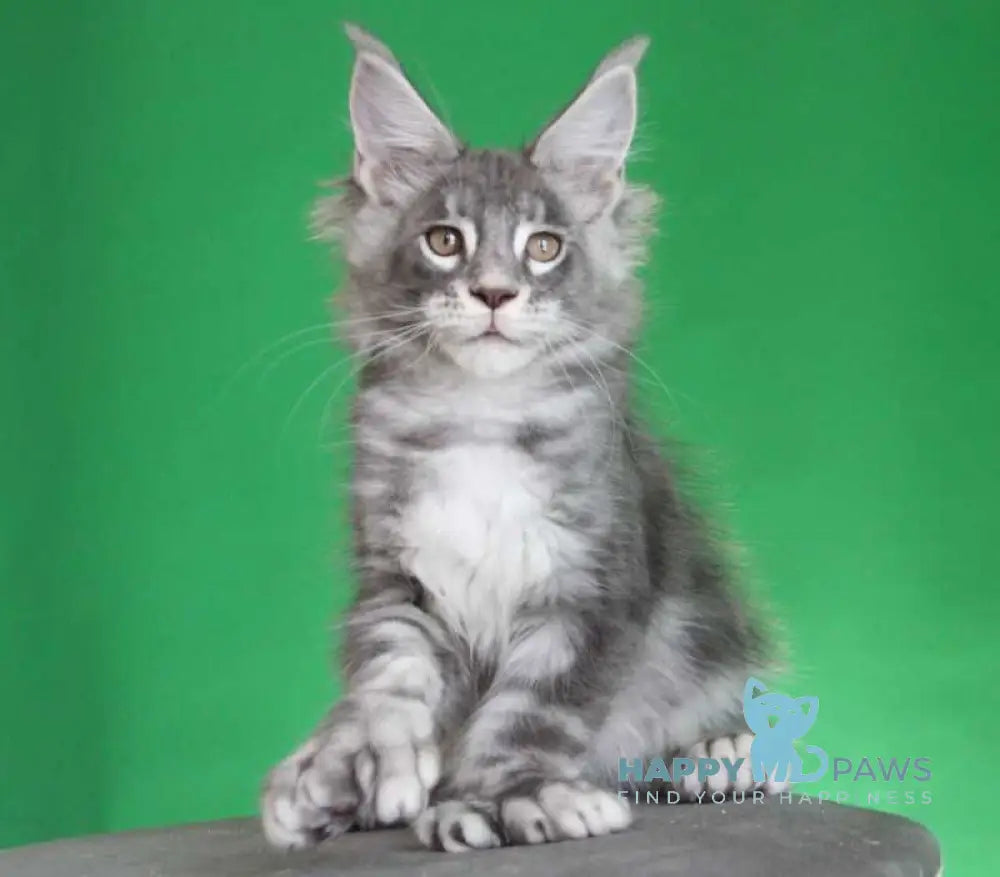 Krendel Maine Coon male black silver tabby live animals