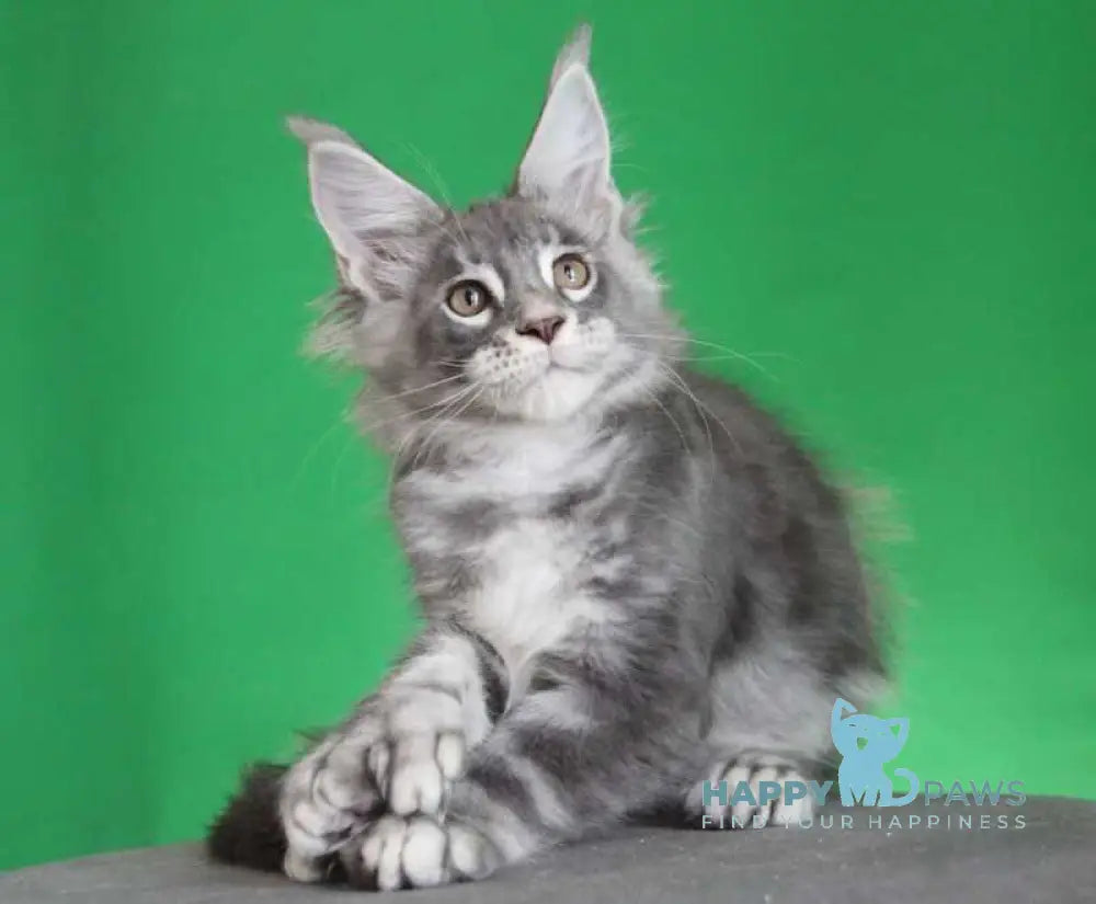 Krendel Maine Coon male black silver tabby live animals