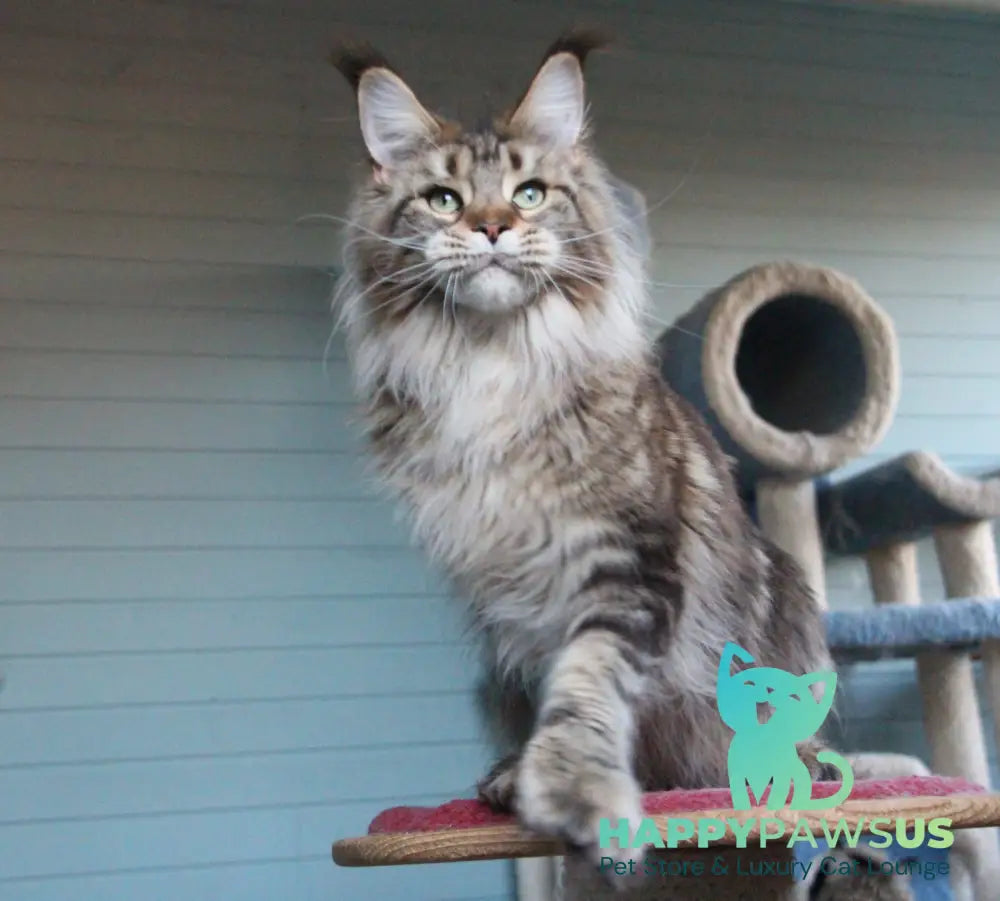 Krendel Maine Coon male blue silver tabby live animals