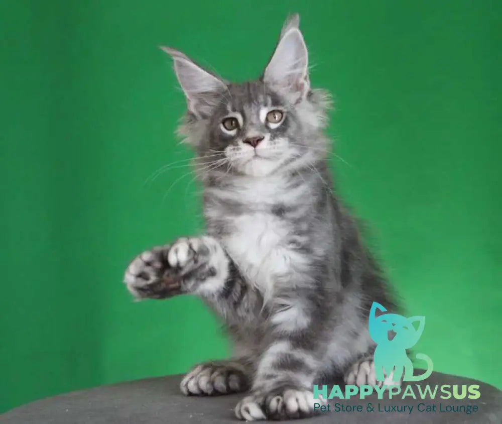 Krendel Maine Coon male black silver tabby live animals