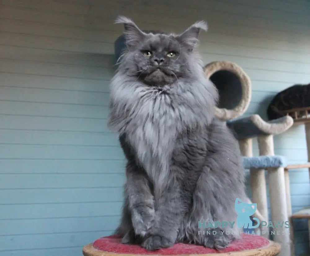 Krendel Maine Coon male blue silver tabby live animals