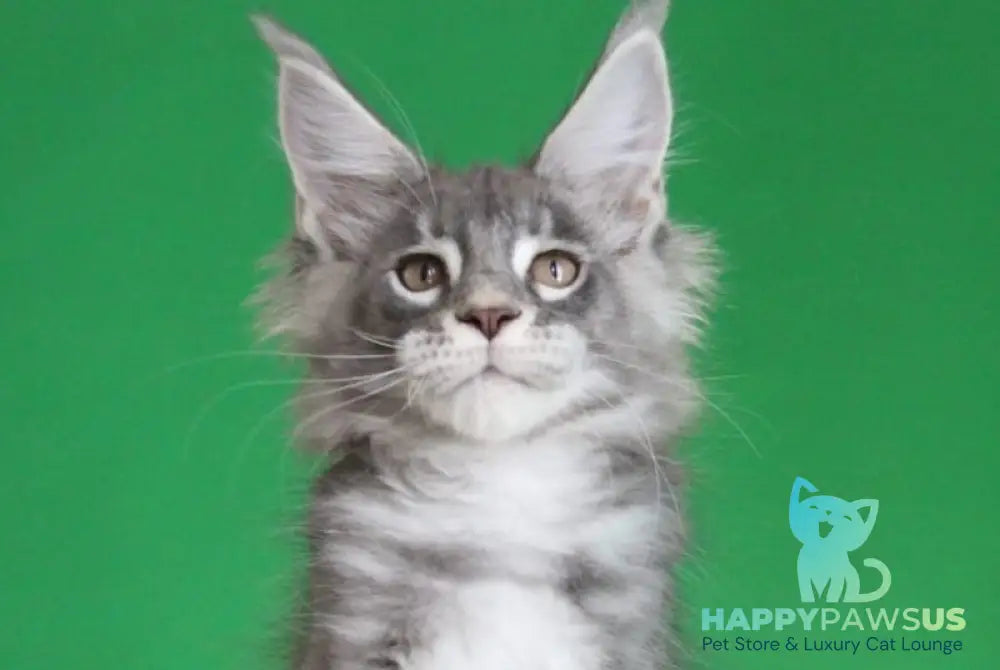 Krendel Maine Coon male black silver tabby live animals