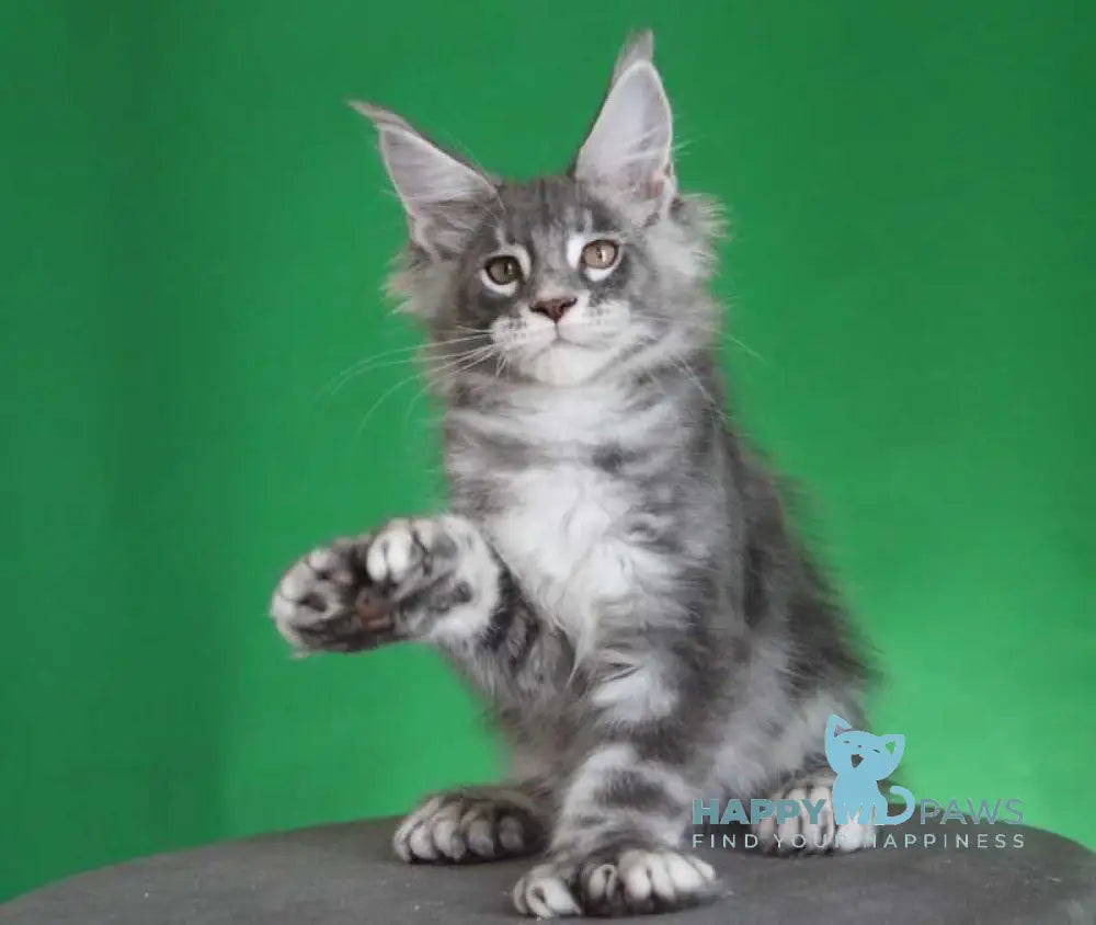 Krendel Maine Coon male black silver tabby live animals