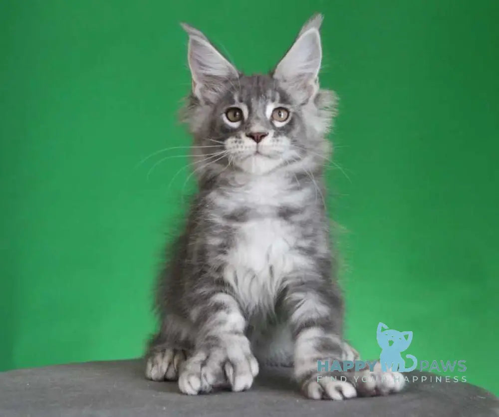 Krendel Maine Coon male black silver tabby live animals