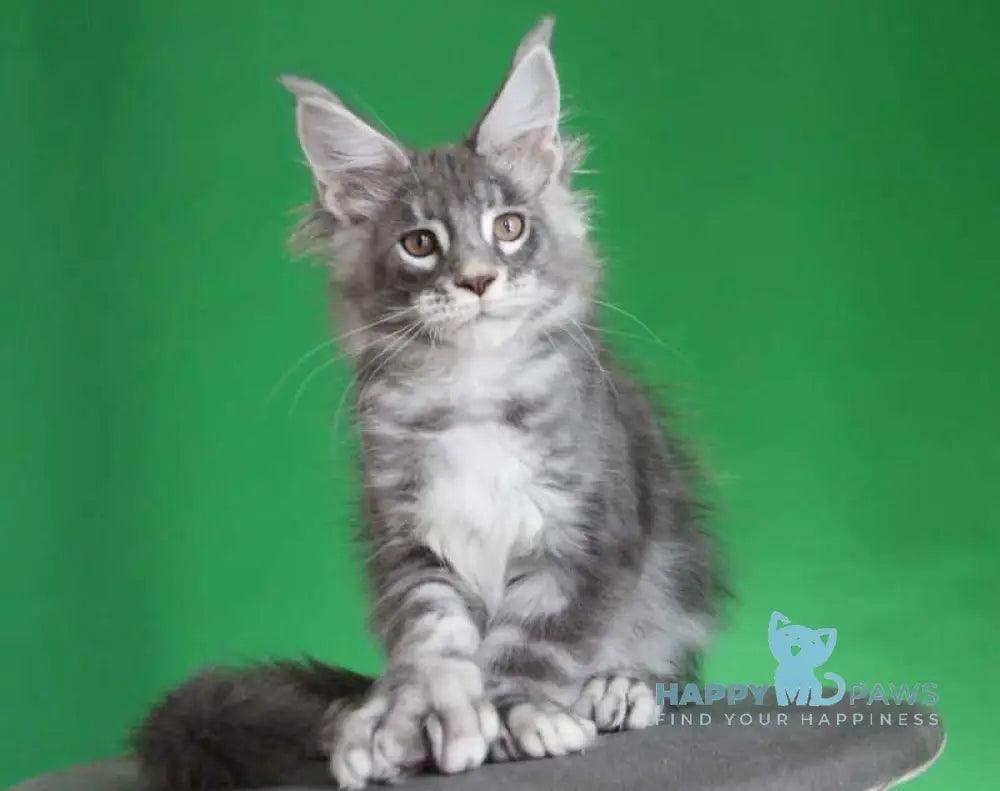 Krendel Maine Coon male black silver tabby live animals