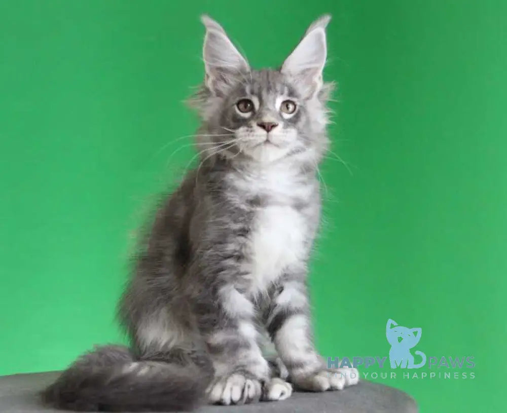 Krendel Maine Coon male black silver tabby live animals