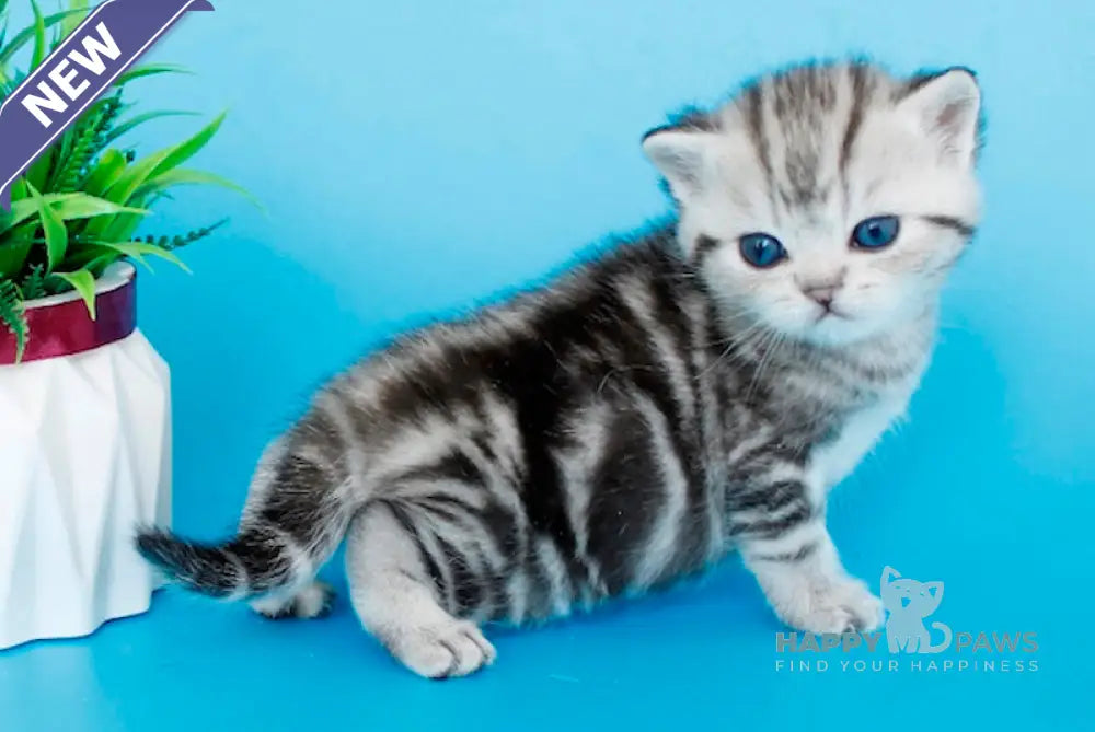 Kris British Shorthair male black silver tabby live animals