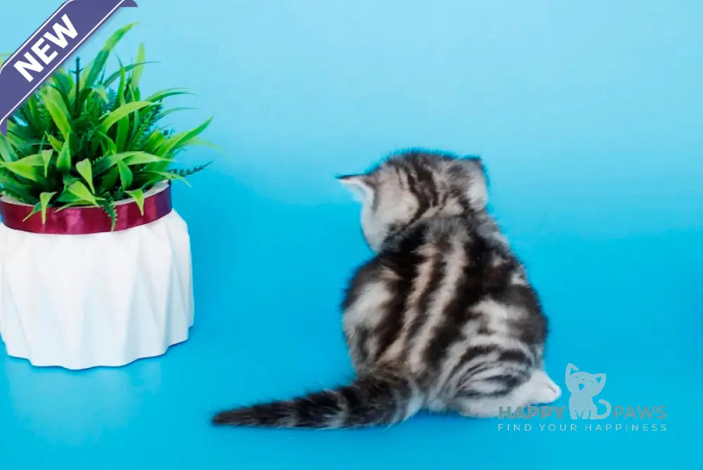 Kris British Shorthair male black silver tabby live animals