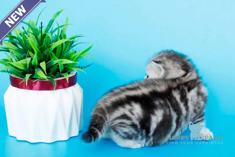 Kris British Shorthair male black silver tabby live animals
