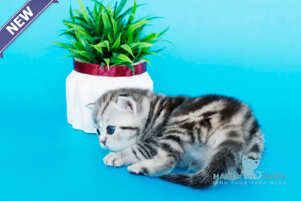 Kris British Shorthair male black silver tabby live animals