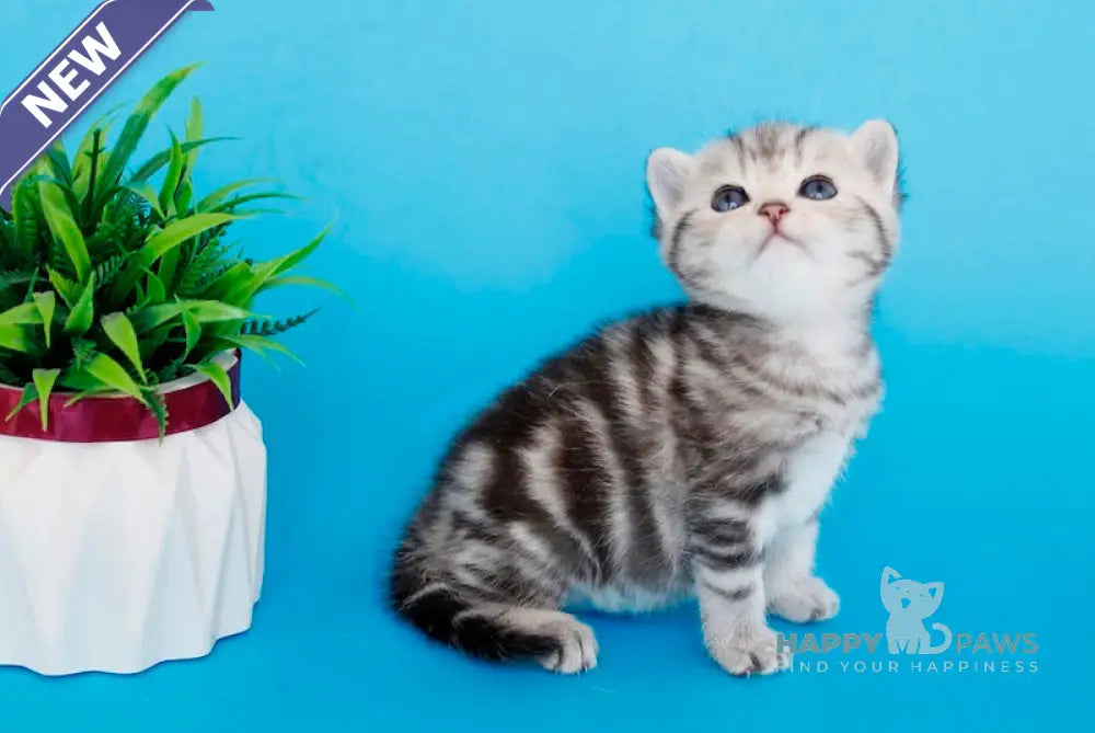 Kris British Shorthair male black silver tabby live animals
