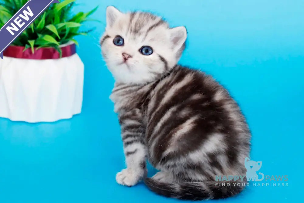 Kris British Shorthair male black silver tabby live animals