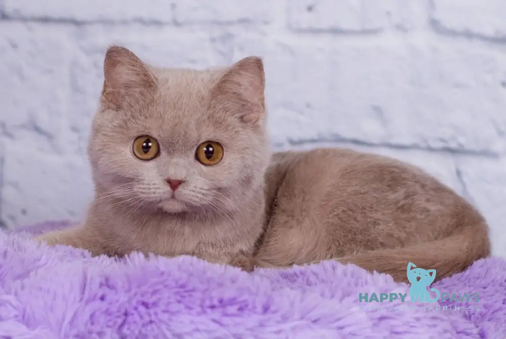 Kris British Shorthair male fawn live animals