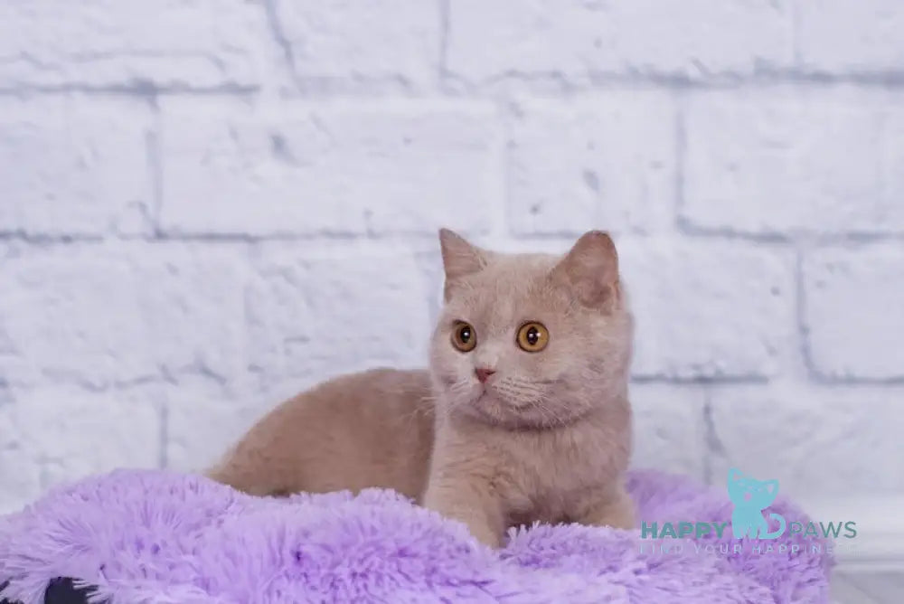 Kris British Shorthair male fawn live animals