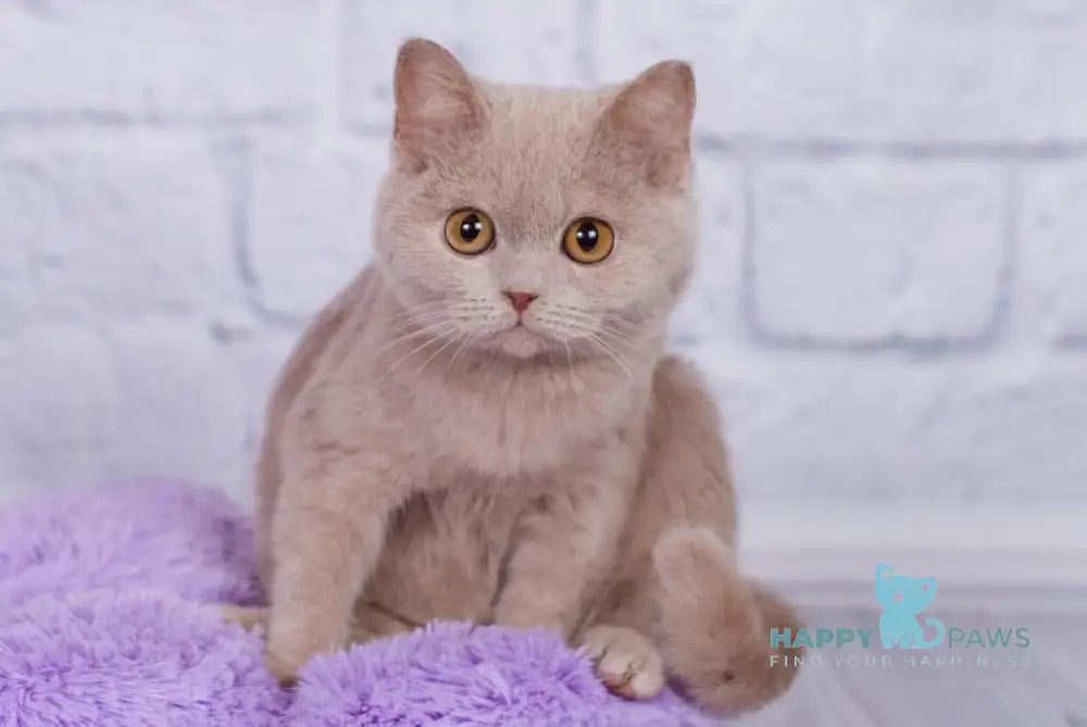 Kris British Shorthair male fawn live animals