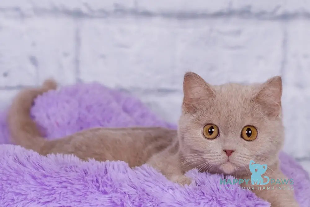 Kris British Shorthair male fawn live animals