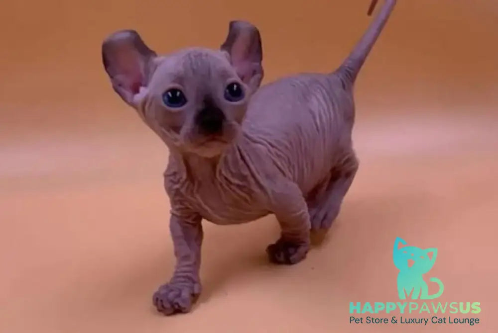 Kris Dwelf male black pointed live animals
