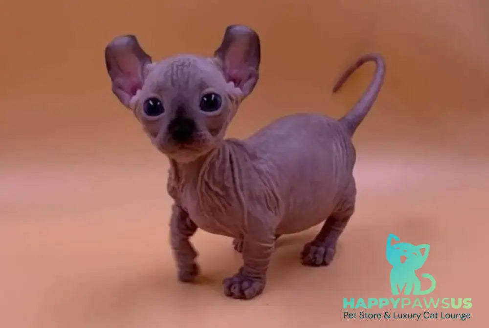 Kris Dwelf male black pointed live animals