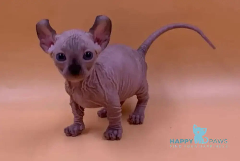 Kris Dwelf male black pointed live animals