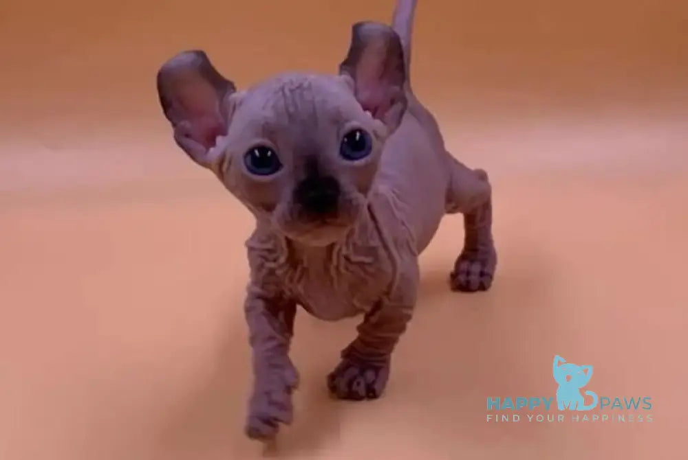 Kris Dwelf male black pointed live animals