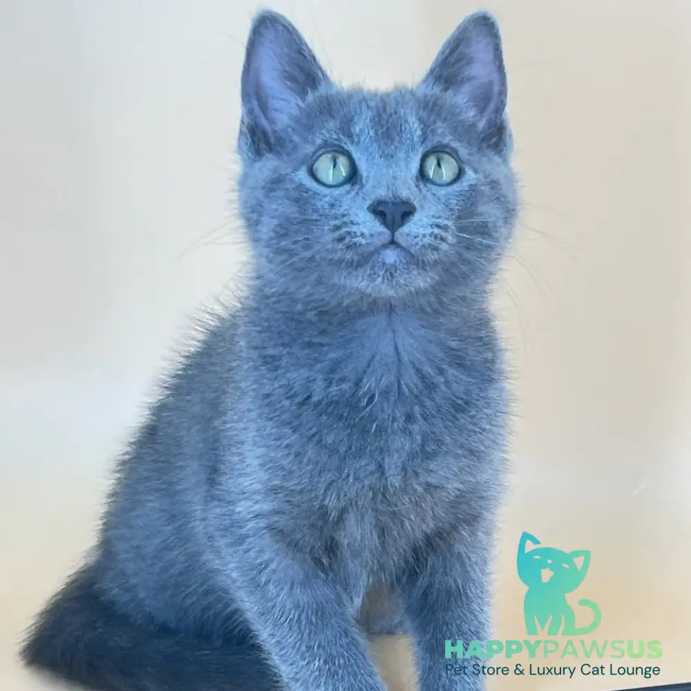 Kris Russian Blue male blue - live animals