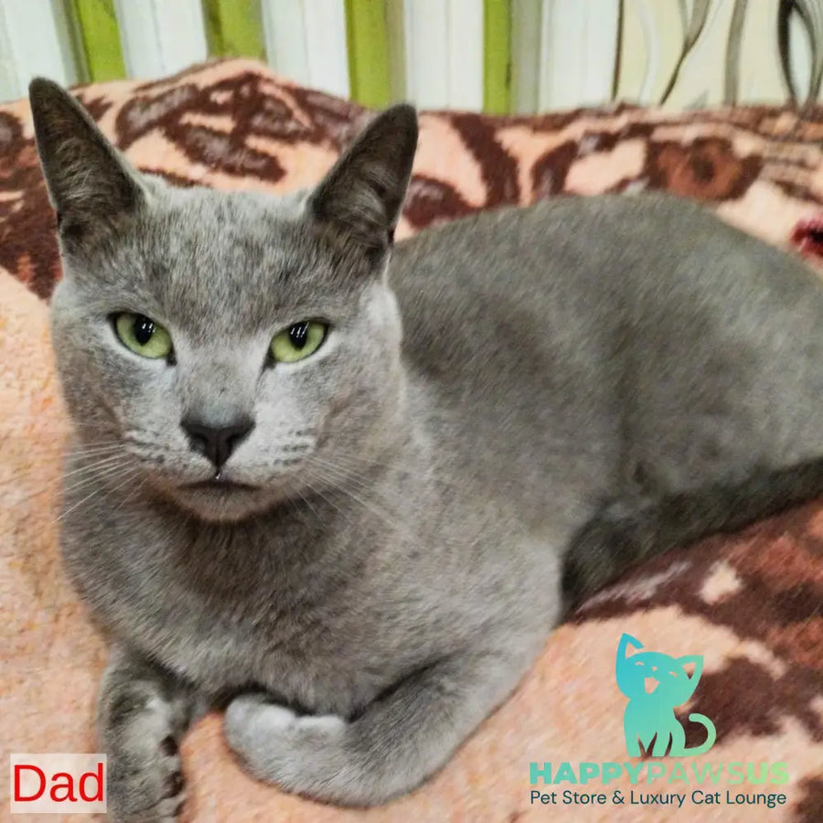 Kris Russian Blue male blue - live animals