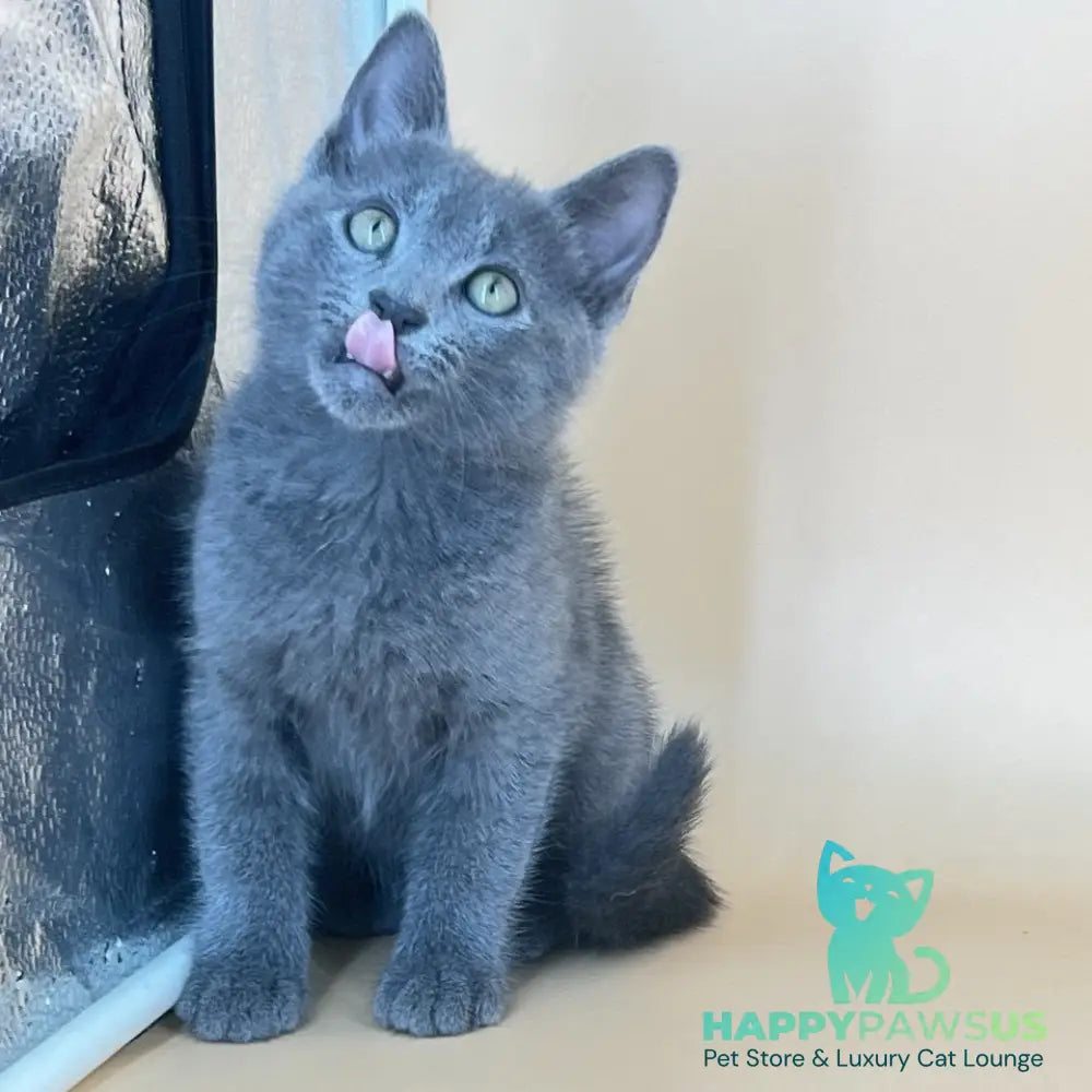Kris Russian Blue male blue - live animals