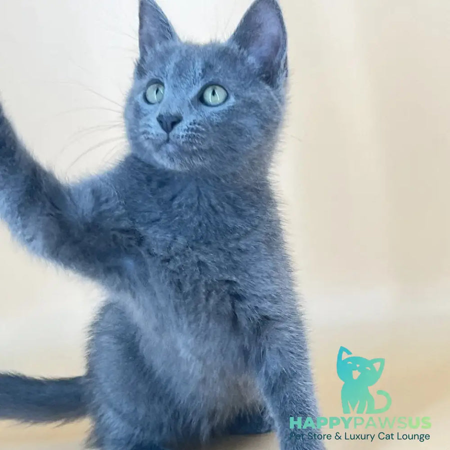 Kris Russian Blue male blue - live animals