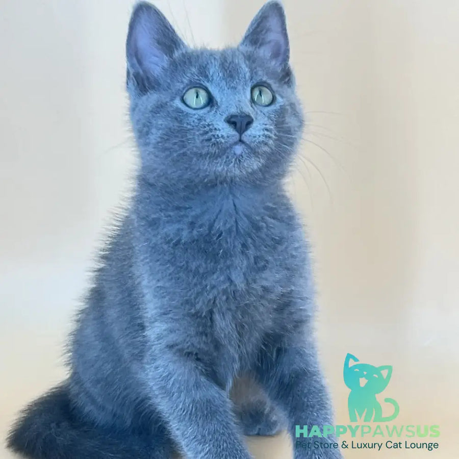 Kris Russian Blue male blue - live animals