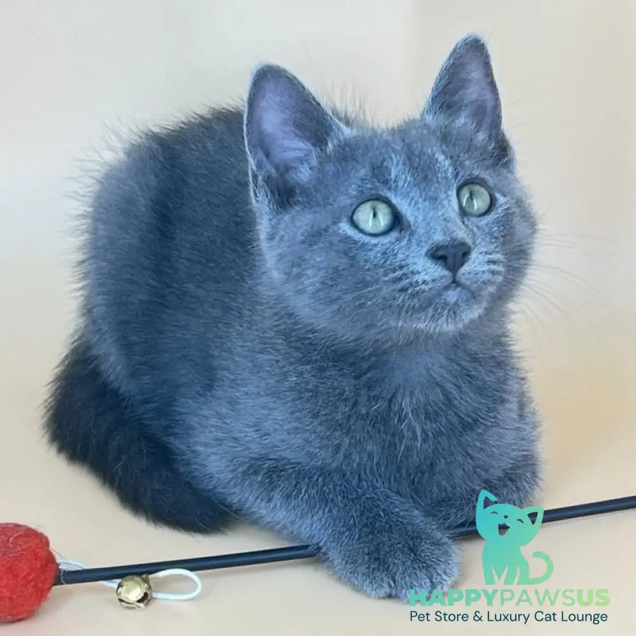 Kris Russian Blue male blue - live animals