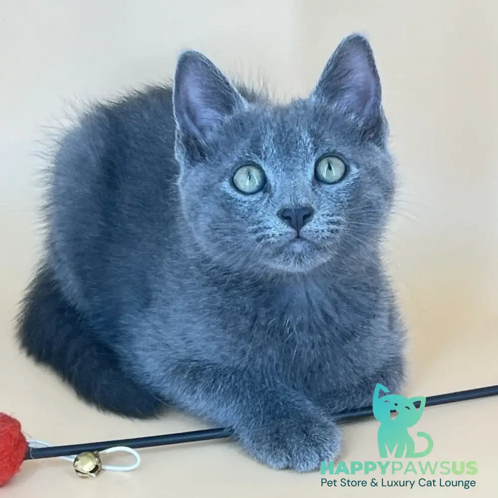 Kris Russian Blue male blue - live animals