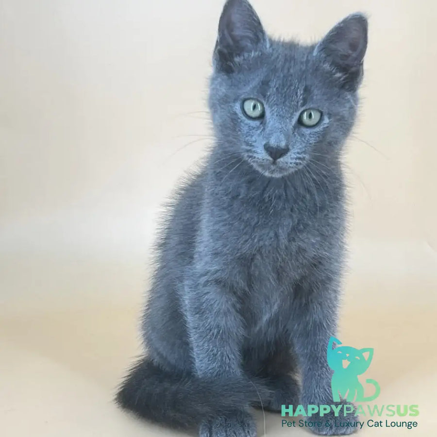 Kris Russian Blue male blue - live animals