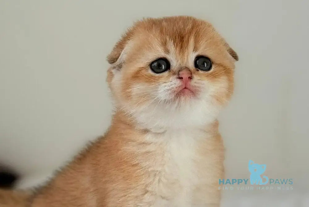 Kris Scottish Fold female black golden shaded live animals